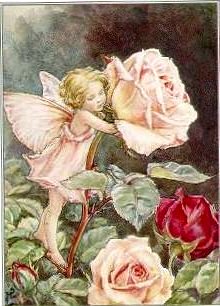 fairy.rose